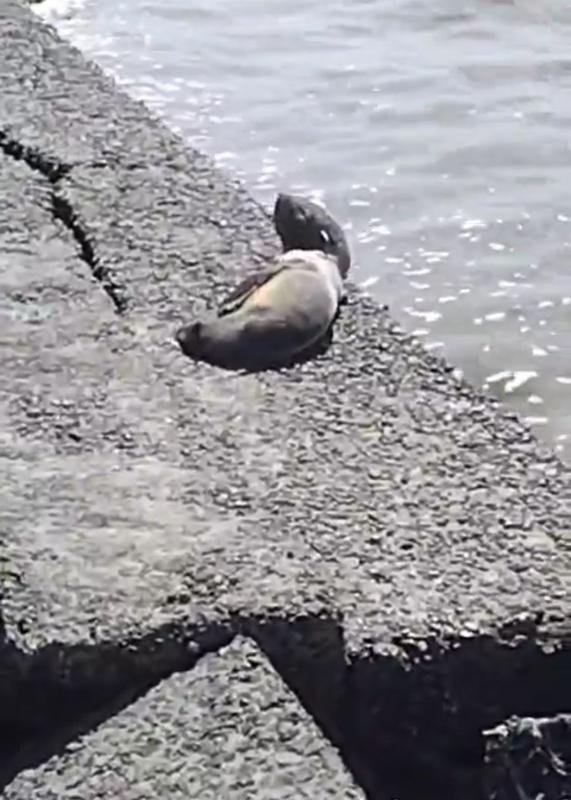 Apareció otro lobo marino en el rio de Quilmes