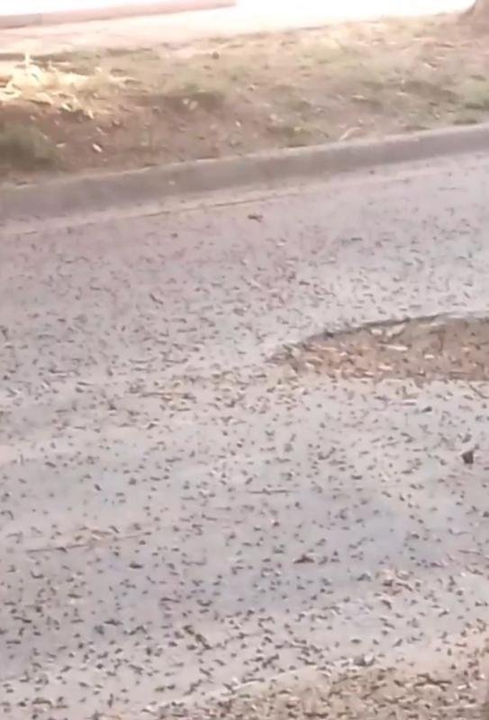 Lluvia de hormigas voladoras en Quilmes Oeste