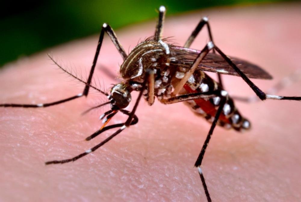 Diez recomendaciones para prevenir el Dengue y Chikungunya