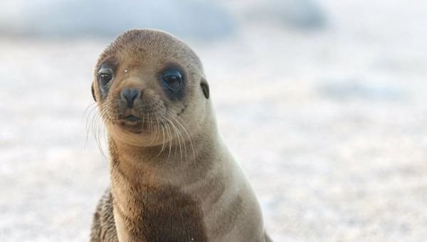 Rescatan a un lobo marino herido