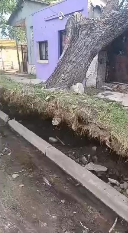 Un árbol levantó la vereda y cayó sobre una casa por el temporal