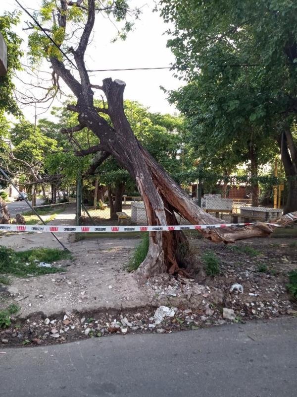 Vecinos reclaman la remoción de un árbol que amenaza con caer sobre un transformador