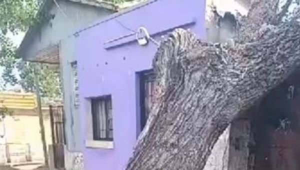 Un árbol levantó la vereda y cayó sobre una casa por el temporal