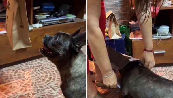 La emoción de Blanquita, la perra que recibió un regalo de Navidad y se volvió viral