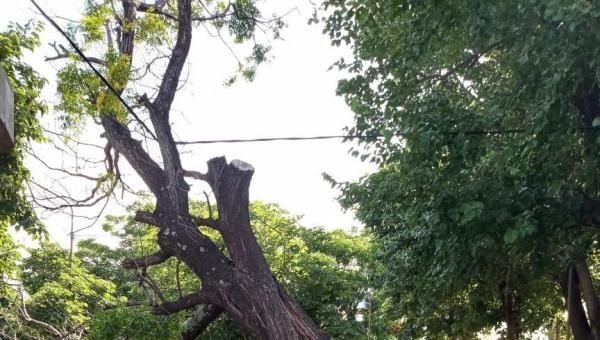 Vecinos reclaman la remoción de un árbol que amenaza con caer sobre un transformador