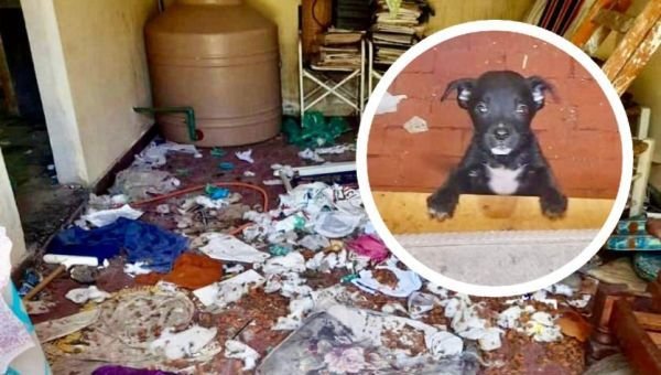 Rescate animal en Bernal: Salvados de la crueldad y el abandono