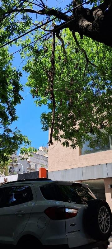 Vecinos reclaman por una rama que quedó colgando desde el temporal