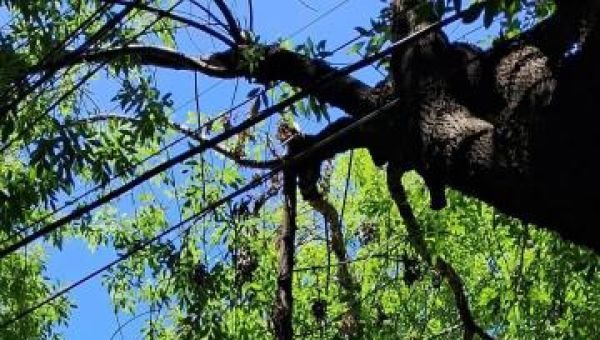 Vecinos reclaman por una rama que quedó colgando desde el temporal
