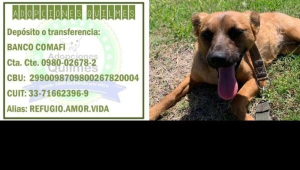 El refugio "Adopciones Quilmes" apela a la solidaridad para seguir funcionando