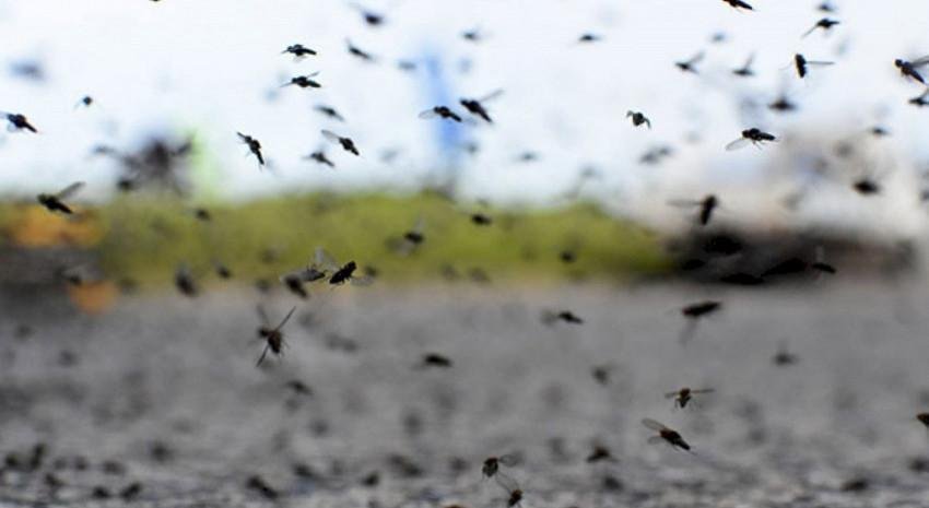 Nueva invasión de mosquitos en el AMBA: ¿A qué se debe?