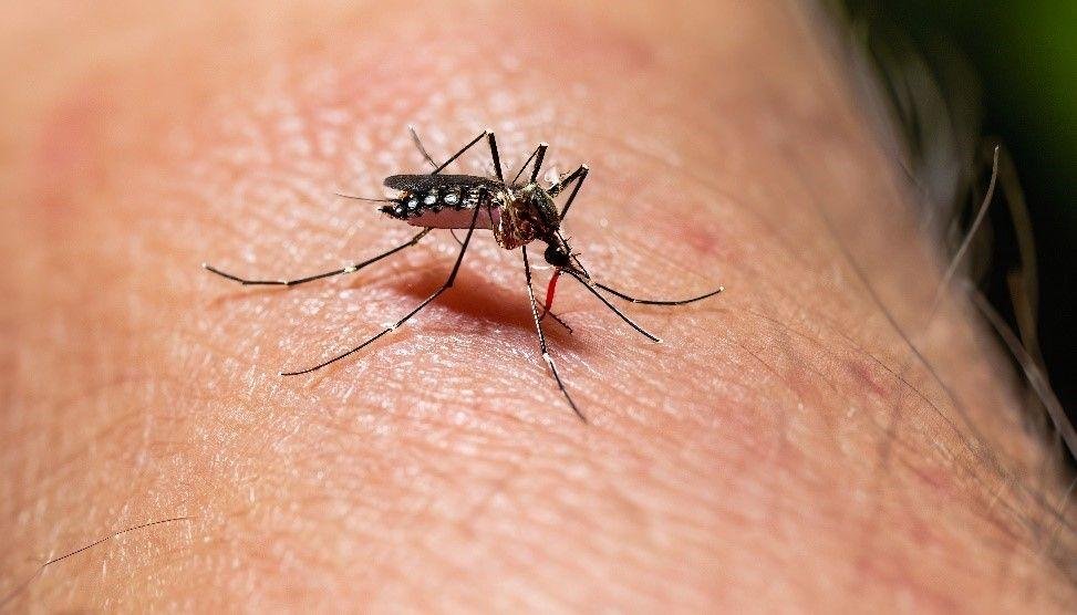Confirman un caso autóctono de dengue en Quilmes