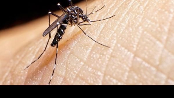 Dengue: Piden reforzar el descacharrado en los hogares luego de las lluvias