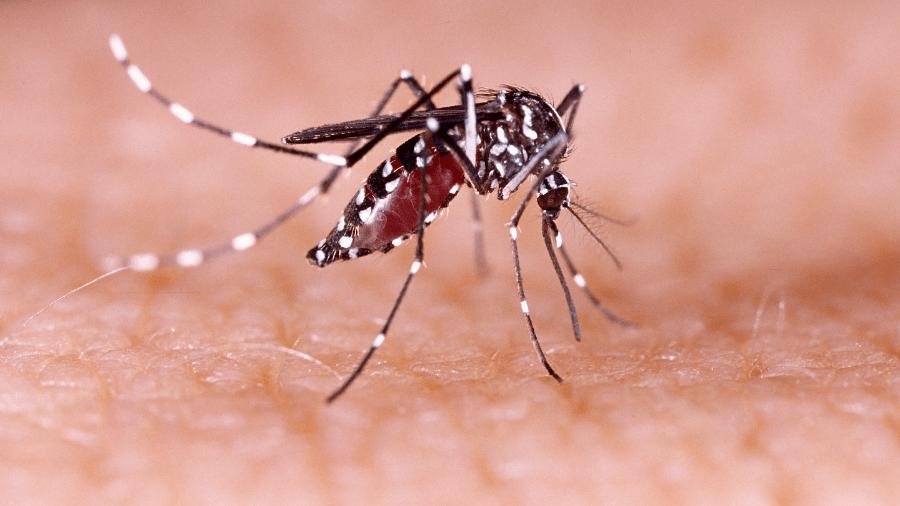 Preocupantes cifras sobre el brote de Dengue en Argentina: Más de 180.000 casos y 129 muertos