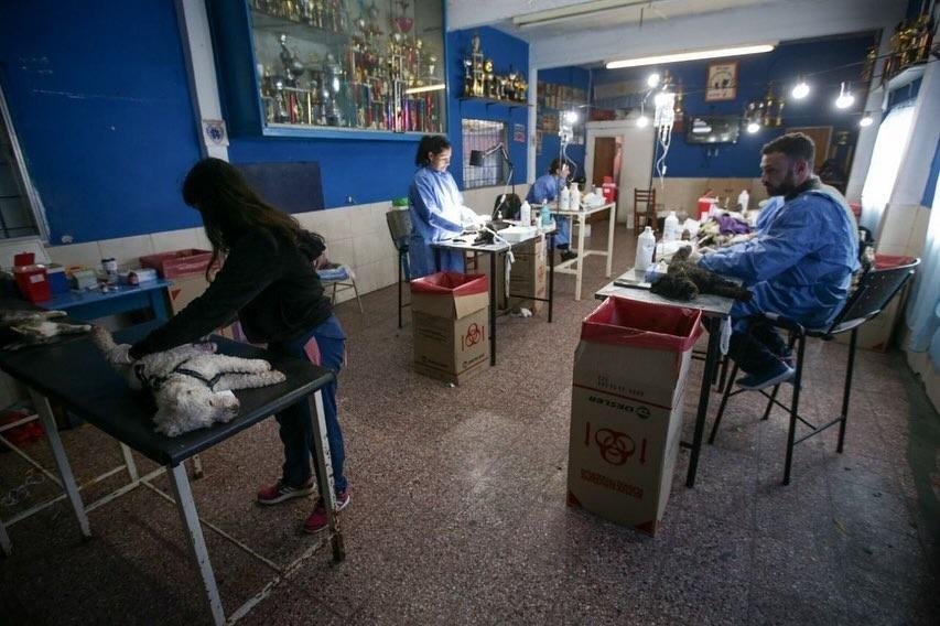 Megaoperativo de castración y vacunación en Quilmes Oeste