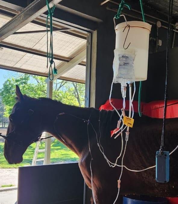 El Municipio de Quilmes rescató más de 70 caballos en el último año
