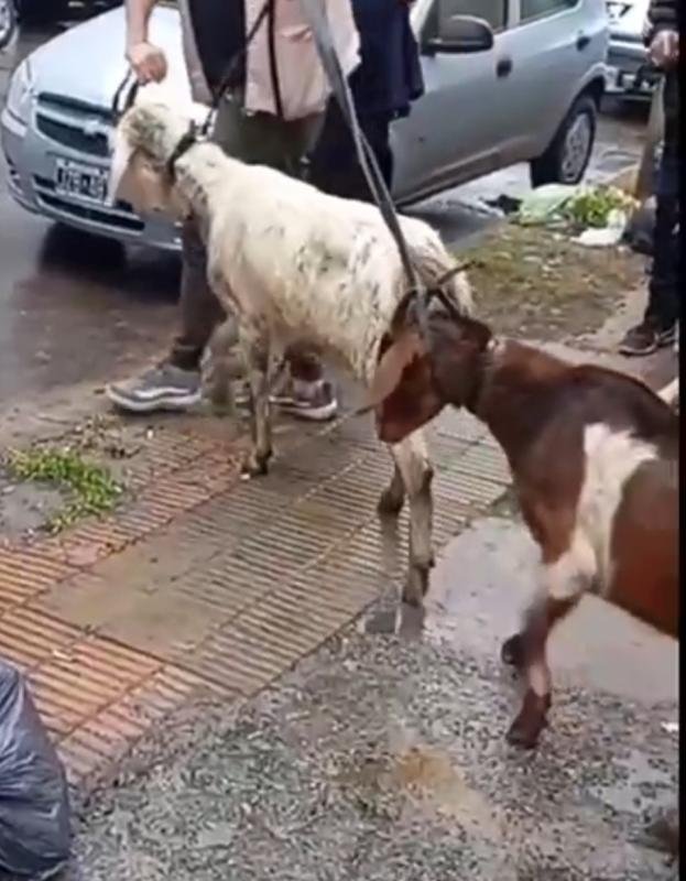 Evitan sacrificio de animales de un culto religioso