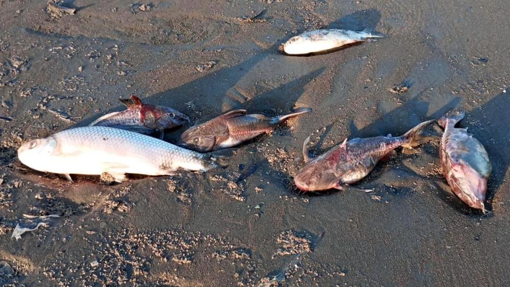 Peces de variadas especies aparecieron muertos en La Ribera