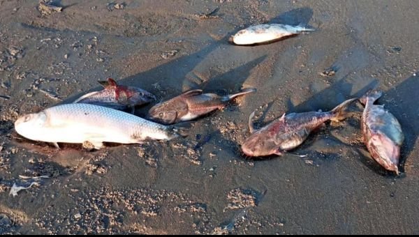 Peces de variadas especies aparecieron muertos en La Ribera