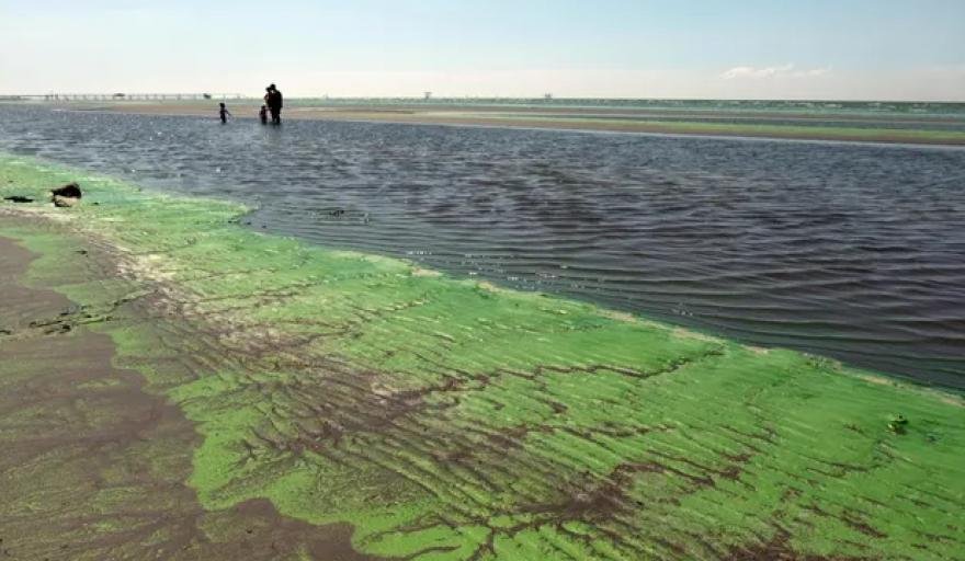 Alerta amarilla por cianobacterias en el Río de la Plata