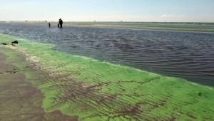 Alerta amarilla por cianobacterias en el Río de la Plata