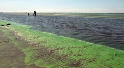 Alerta amarilla por cianobacterias en el Río de la Plata