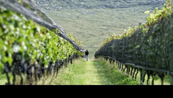 El rincón bonaerense que conquista con sus vinos serranos