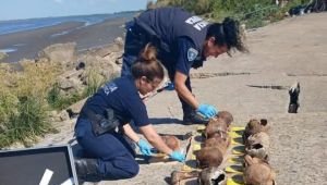 Macabro hallazgo en La Ribera: encontraron 24 cráneos humanos